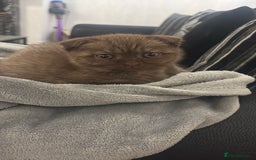 Scottish Fold cats for sale: Stunning chocolate female scottish fold - Image 6