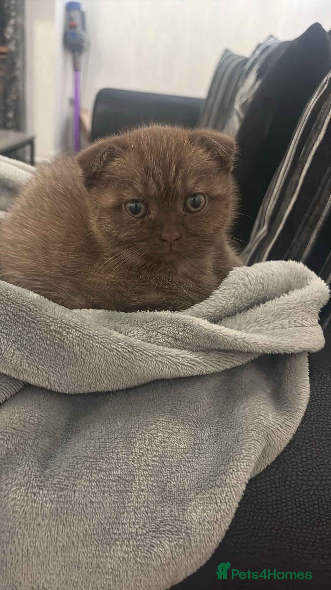 Scottish Fold cats for sale: Stunning chocolate female scottish fold - Image 6