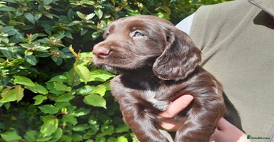 Cocker Spaniel dogs - Advert 9