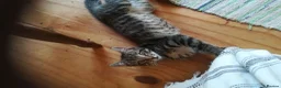Mixed Breed cats for sale: ONLY ONE AMAZING, BEAUTIFUL, CLEVER, KITTEN LEFT - Advert 6