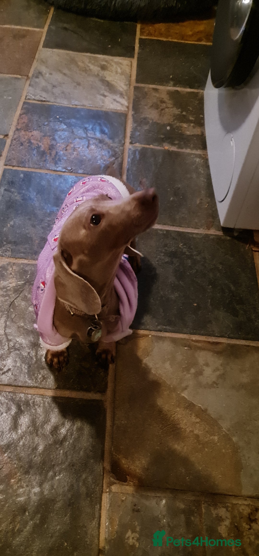 Miniature Dachshund dogs for sale: Issabella Dachshund female - Advert 2