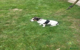 Jack Russell dogs for sale: Puppies  - Image 9