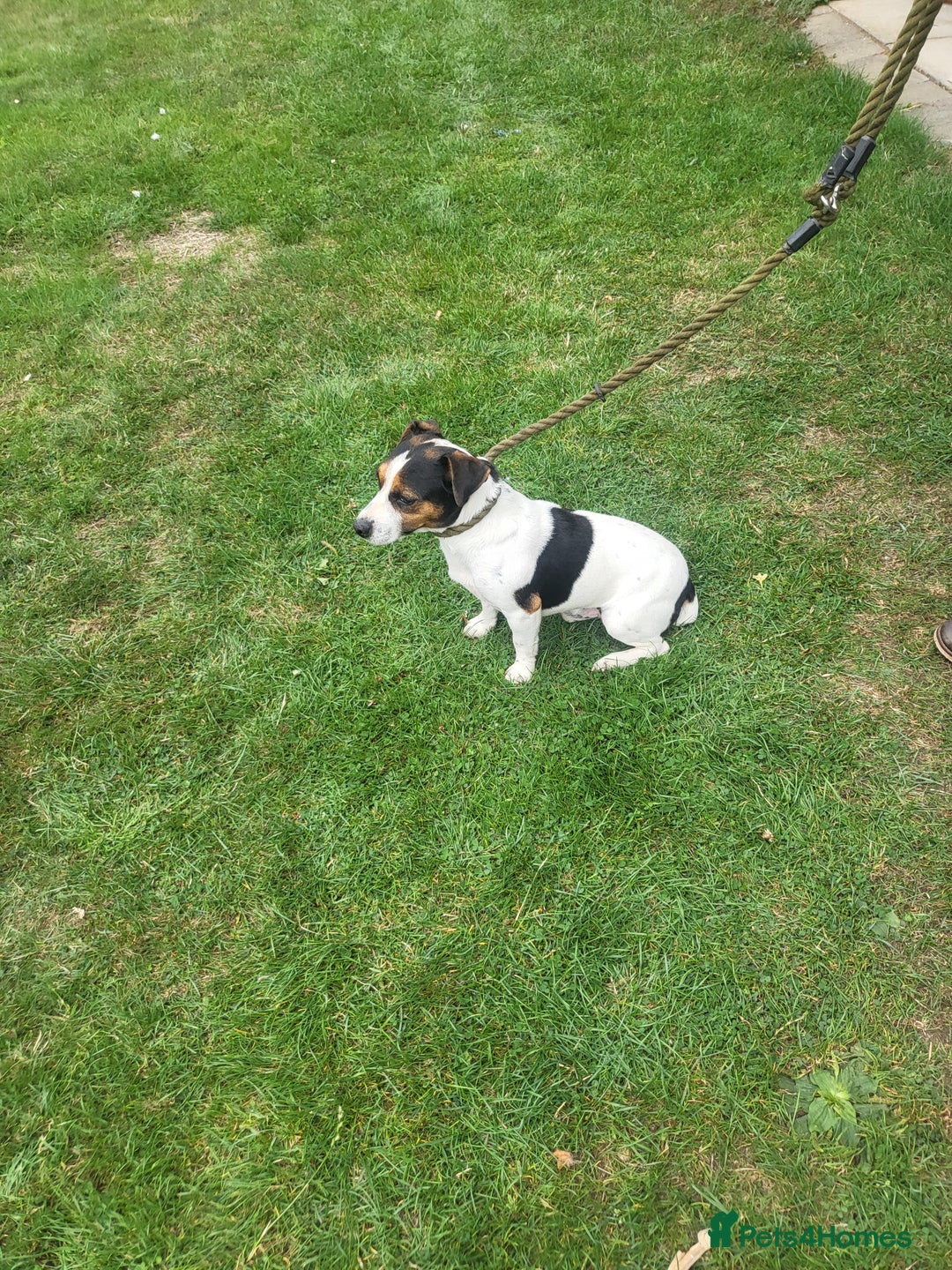 Jack Russell dogs for sale: Puppies  - Image 9