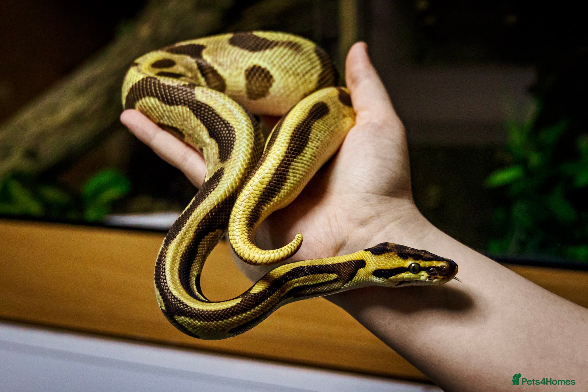 Mixed Breed reptiles Lots of reptiles to Rehome! - Advert 1