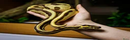 Mixed Breed reptiles for sale: Lots of reptiles to Rehome! - Advert 1