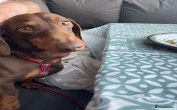 Dachshund dogs for stud: Standard Choc Dachshund, Reduced Fee Until Proven - Image 10