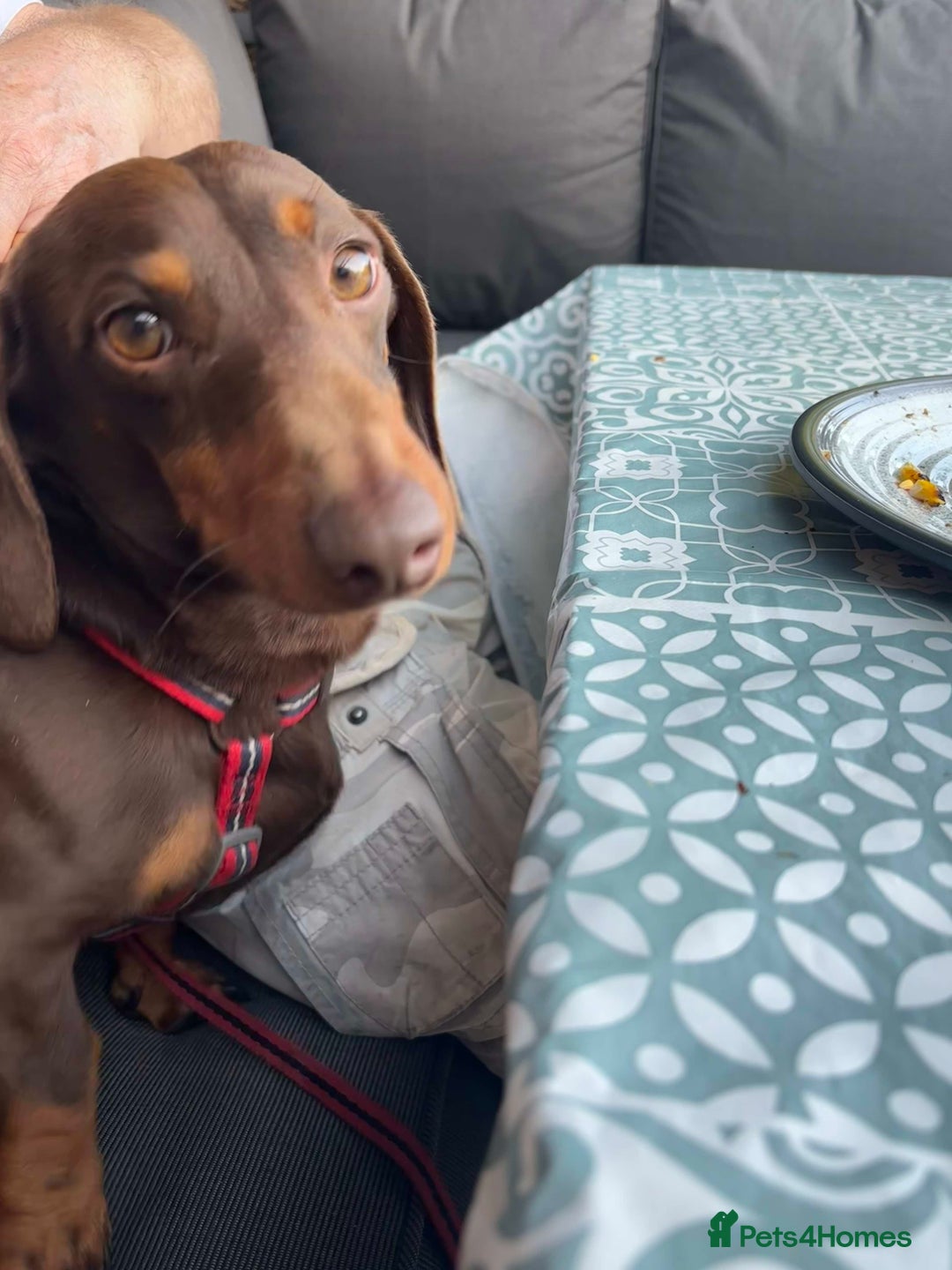 Dachshund dogs for stud: Standard Choc Dachshund, Reduced Fee Until Proven - Image 10