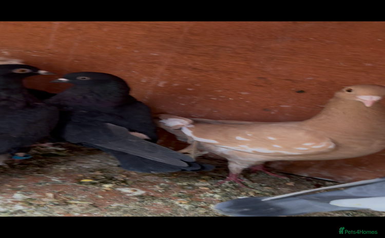 Pigeons birds Pigeons - Advert 1