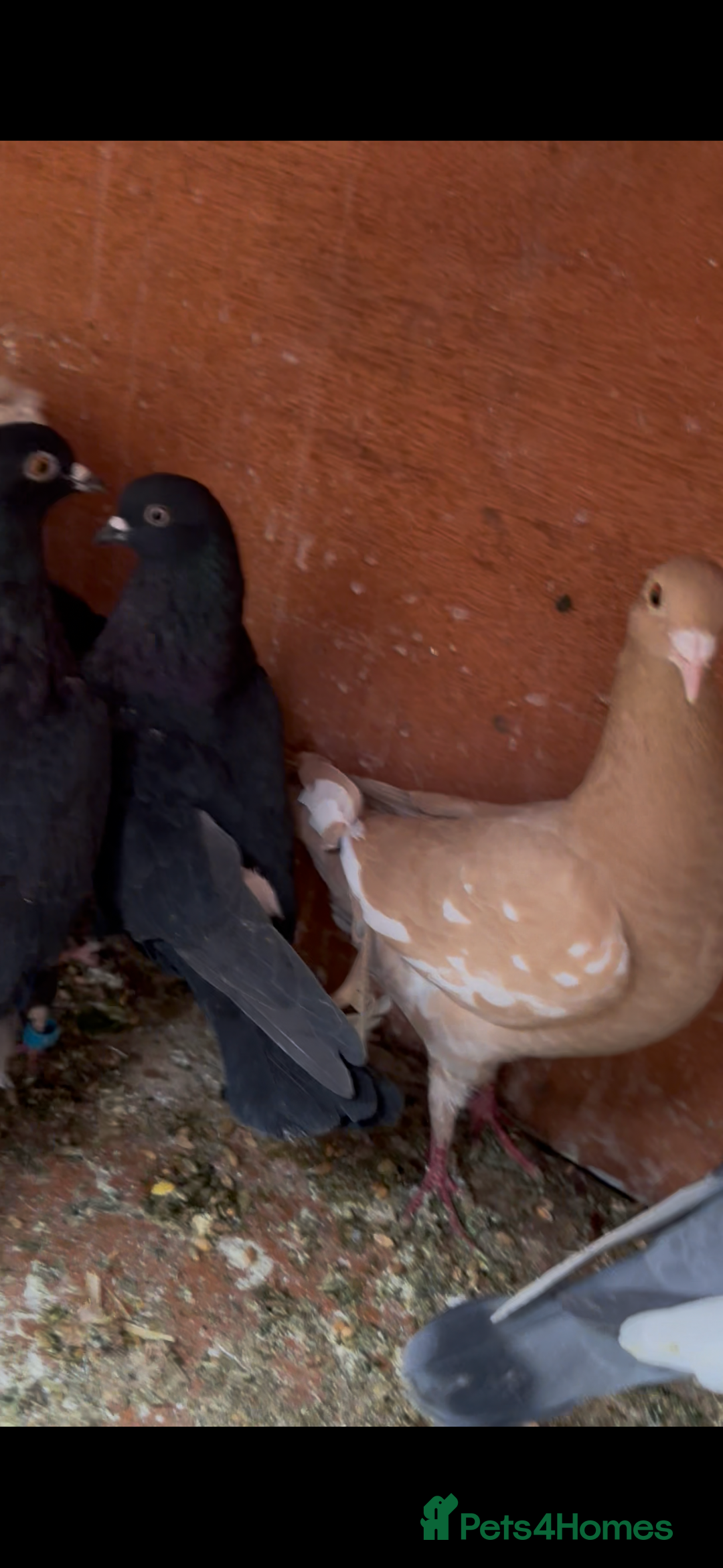 Pigeons birds for sale: Pigeons - Advert 1