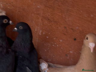 Pigeons birds for sale: Pigeons - Advert 1