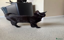 Mixed Breed cats for sale: Beautiful black short hair female Kitten  - Advert 2