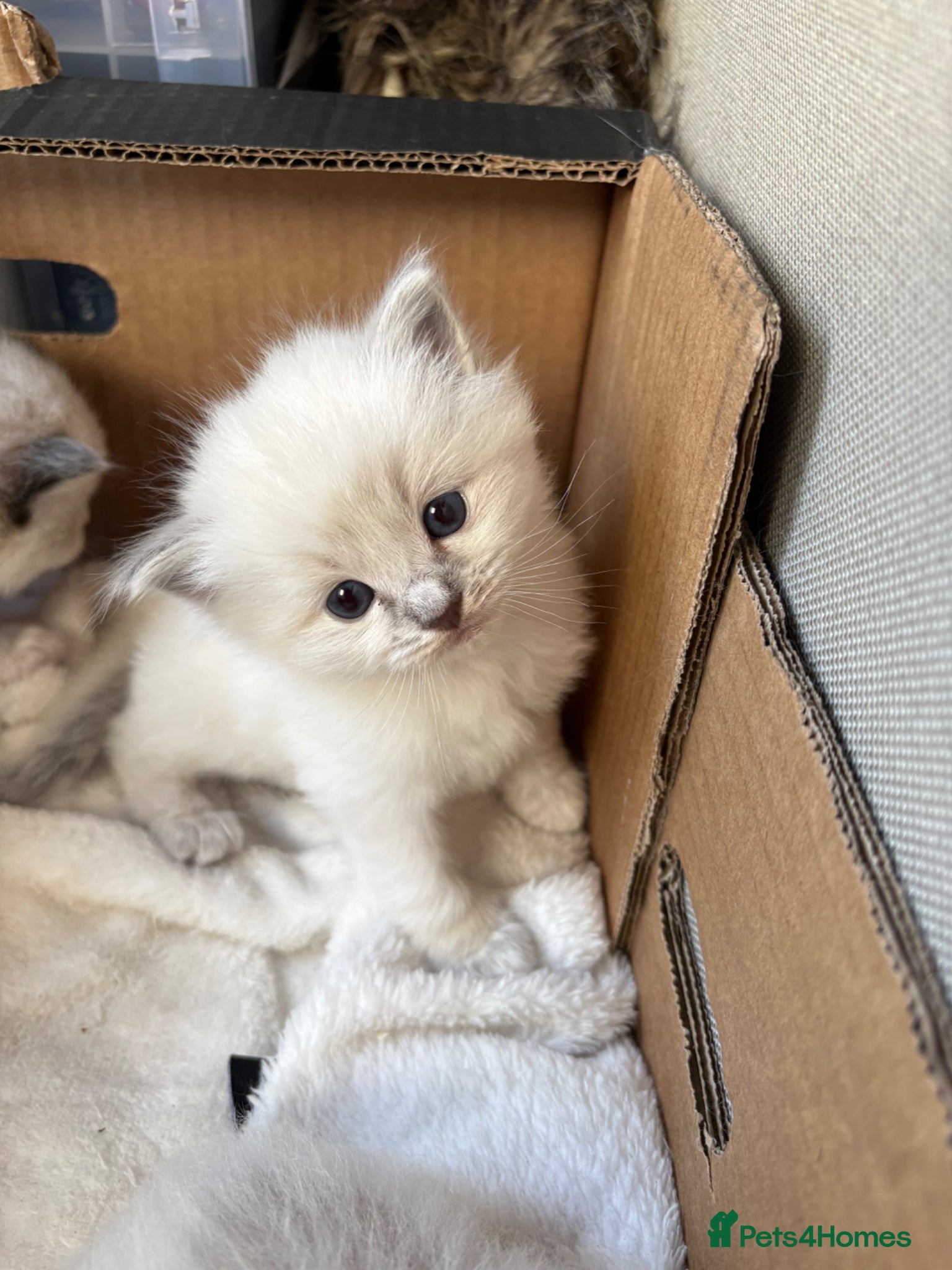 Ragdoll cats 6 Beautiful Springtime Ragdoll Kittens for sale - Advert 1