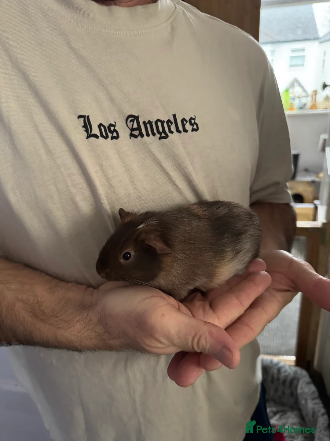 Guinea Pig rodents for sale: 5 x male Guniea pigs - Advert 2