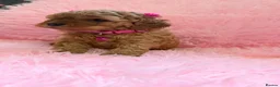 Cockapoo dogs for sale: Cockapoo and toy poodle hybrid puppies brown 🤎🟤 - Advert 5