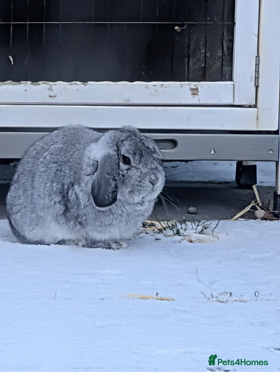 Mini Lop rabbits for sale: Friendly rabbit looking for a new home in Peterborough - Advert 2