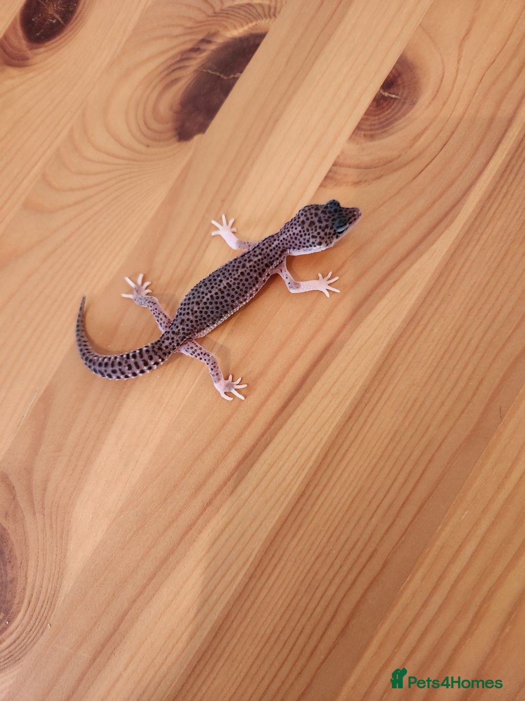 Leopard Gecko reptiles for sale: Baby Leopard Gecko - Mack Super Snow Morph - Image 6