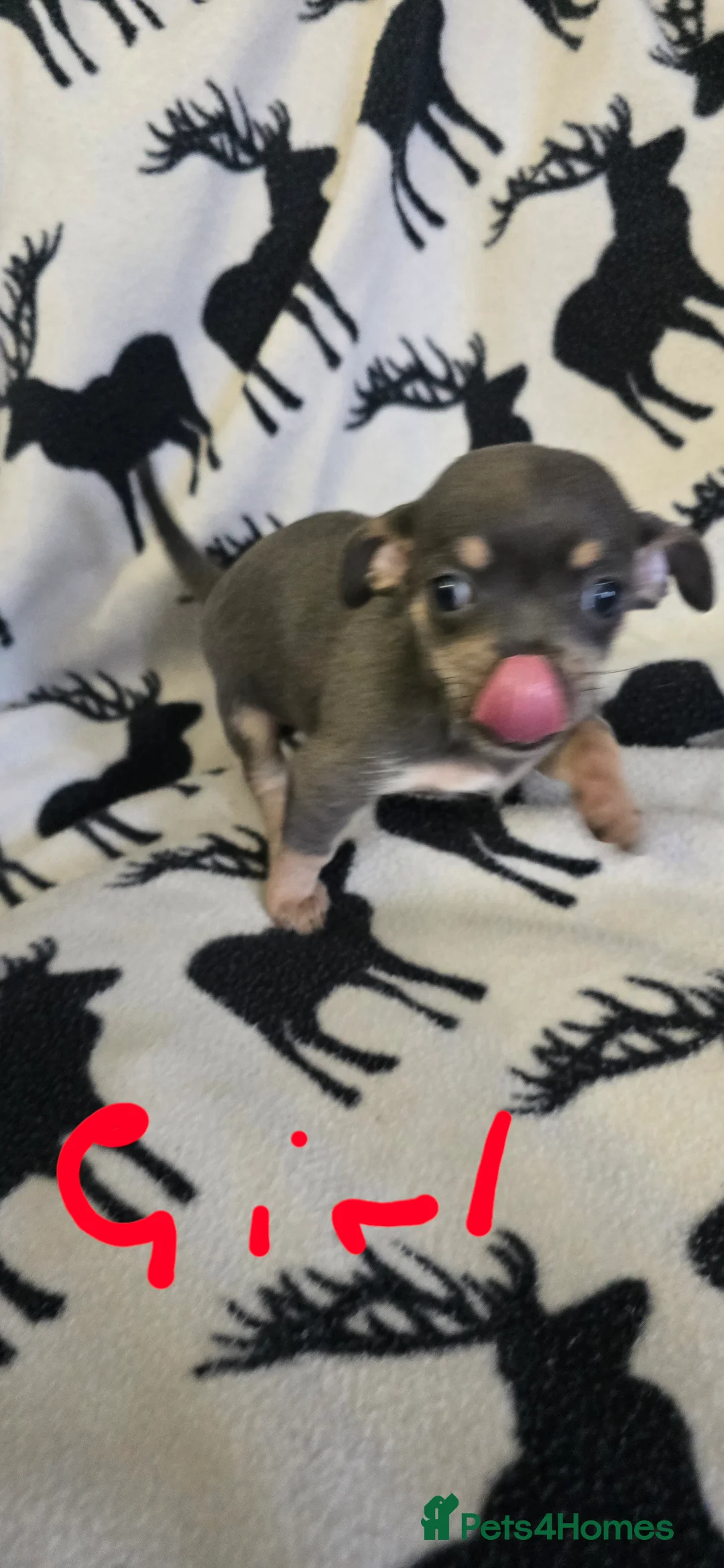 Chihuahua dogs for sale: Beautiful Chihuahua puppies  in Blackwood - Advert 13