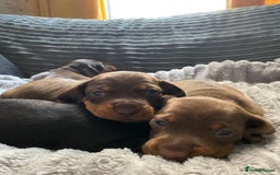 Dachshund dogs for sale: Dachshund puppy’s  - Image 9