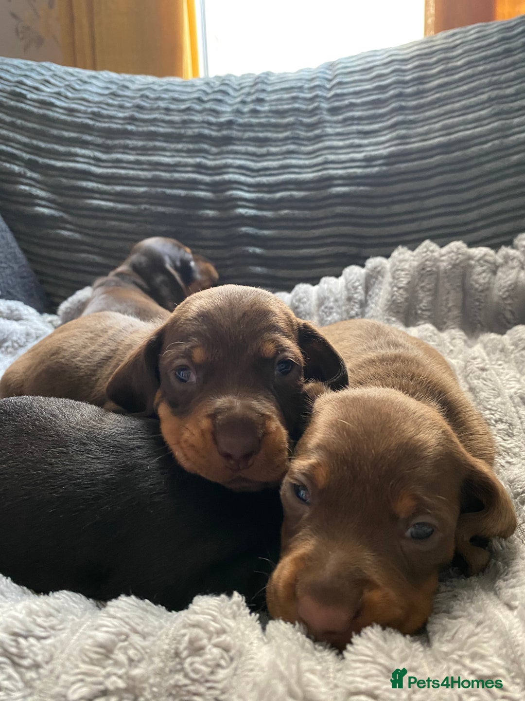 Dachshund dogs for sale: Dachshund puppy’s  - Image 9