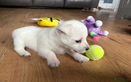 West Highland Terrier dogs for sale: Gorgeous West Highland White (Westie) Puppies - Image 13