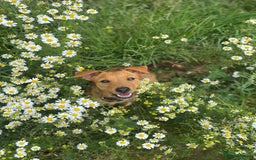Patterjack dogs for sale: 8 Month Old girl seeking loving forever home - Image 4