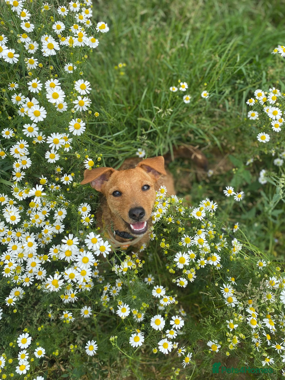 Patterjack dogs for sale: 8 Month Old girl seeking loving forever home - Image 4