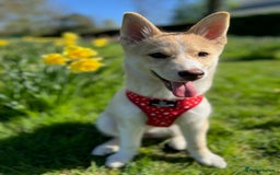 Mixed Breed dogs for sale: 💛Pomsky & Czechoslovakian Wolfdog Puppy Sisters🤎 - Image 2