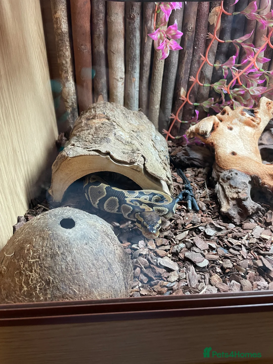 Snake reptiles for sale: 8month old Royal Python  in Thatcham - Advert 2