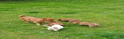 Jack Russell dogs for sale: 4 left jack Russel puppies 5 girls 1 boy £550  - Advert 12