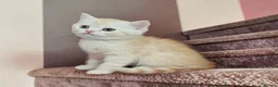 Scottish Fold cats for sale: Adorable Scottish Fold Straight Ear Tabby Kittens  - Advert 18