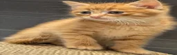 Mixed Breed cats for sale: READY NOW FLUFFY GINGER MALE KITTEN - Advert 2