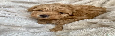 Maltipoo Puppy 4