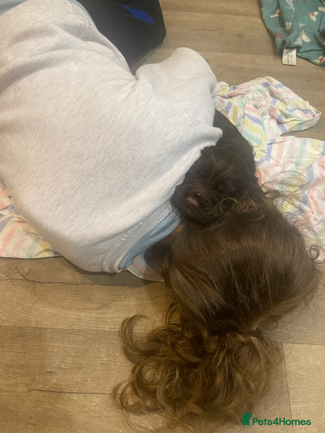 Cocker Spaniel dogs for sale: Chocolate Worker Cocker Puppies Kennel Club  - Advert 6