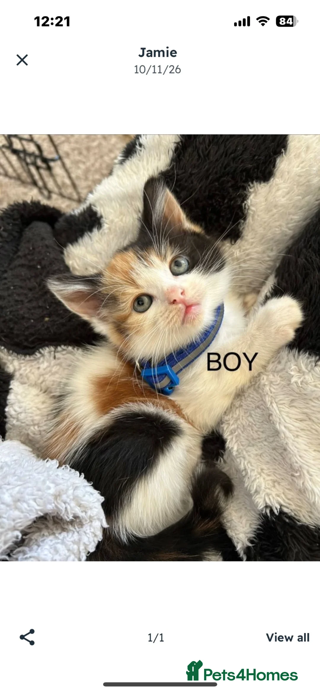 British Shorthair cats for sale: KITTENS in Cleethorpes - Advert 2