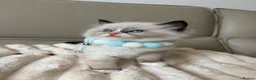 Ragdoll cats for sale: 4 ragdoll boys - Advert 10