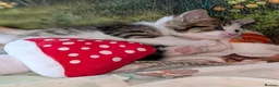 Domestic Shorthair cats for sale: Domestic Shorthair Kittens - Advert 15