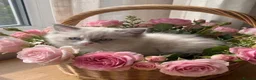 Ragdoll cats for sale: Beautiful Ragdoll kittens - Advert 5
