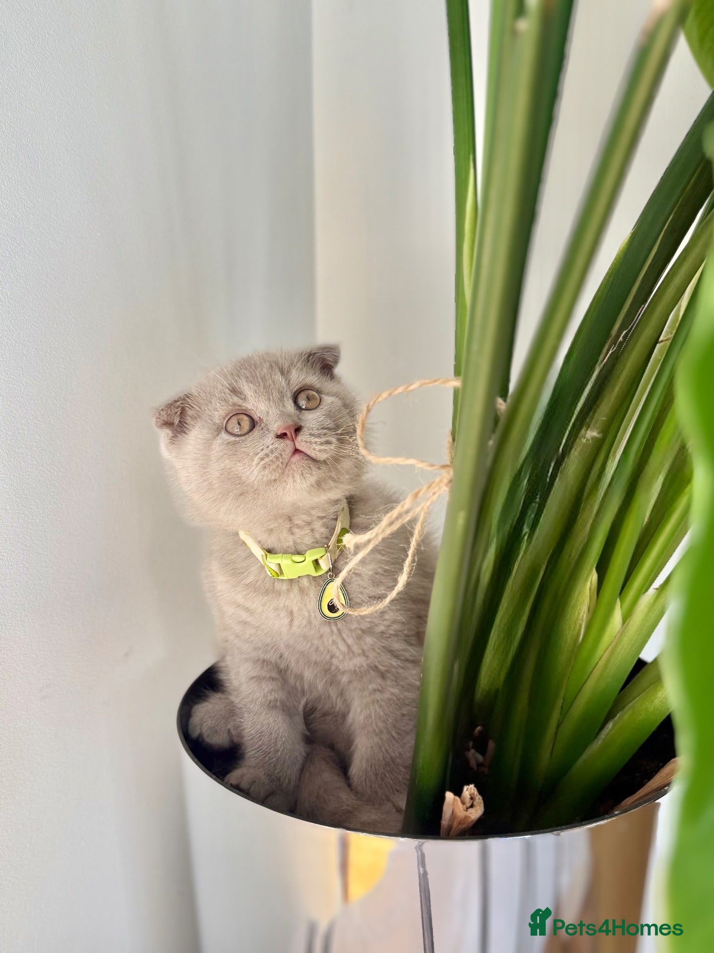 Scottish Fold cats Scottish fold - Advert 1