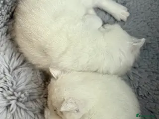 British Shorthair cats BSH British Shorthair black tipped(silver shaded) - Advert 1