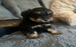 Schnoodle dogs for sale: BEAUTIFUL SCHNOODLE PUPPIES 🐶❤️ - Image 15