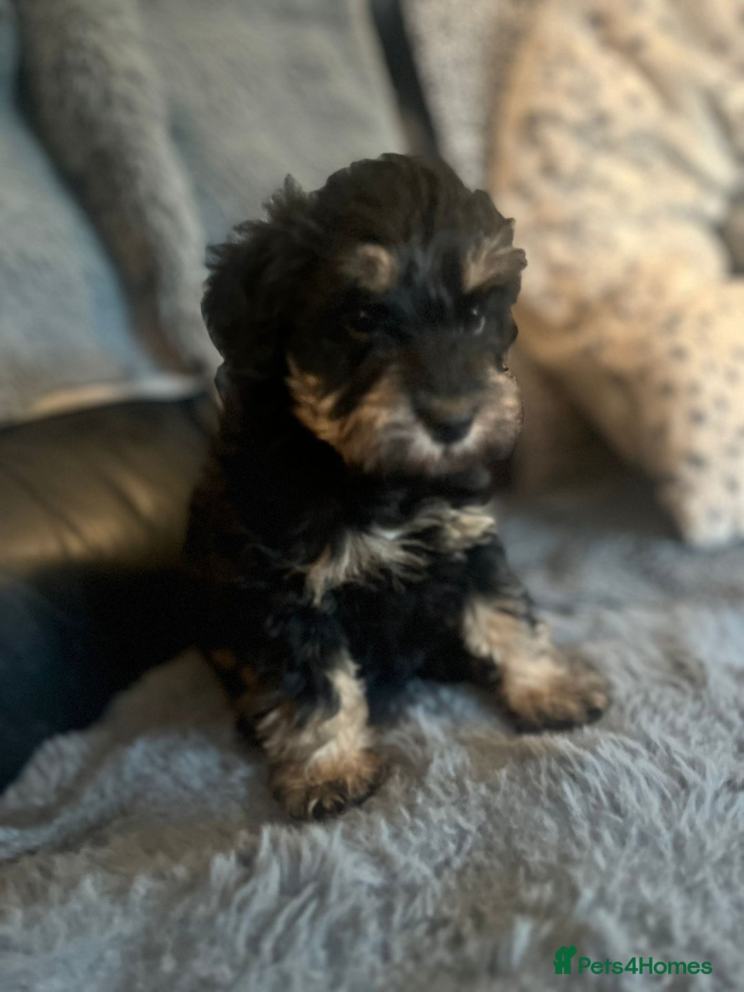 Schnoodle dogs for sale: BEAUTIFUL SCHNOODLE PUPPIES 🐶❤️ - Image 15