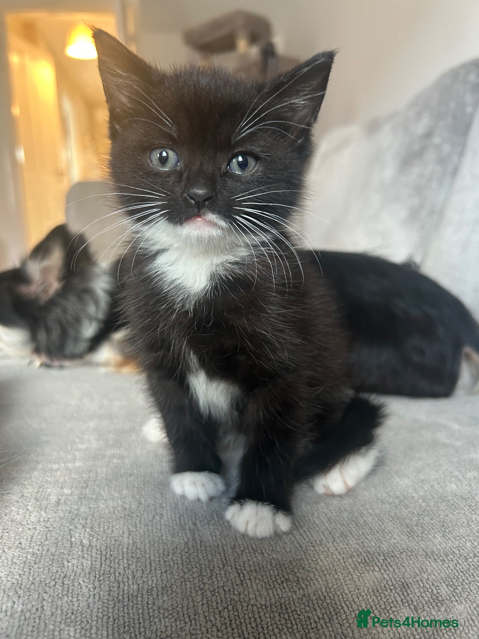 Mixed Breed cats 8 WEEK OLD - Male & Female - Advert 4