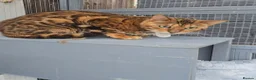 Bengal cats for stud: Reign TICA Registered Snow&Silver Carrier Stud - Advert 8