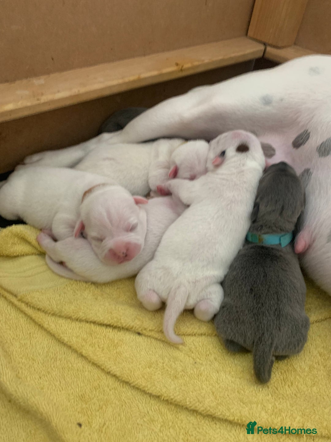 Staffordshire Bull Terrier dogs for stud: Amazing Staffordshire Bull Terrier for Stud   - Advert 13