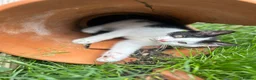 Mixed Breed cats for sale: Sweet friendly kitten   - Advert 11