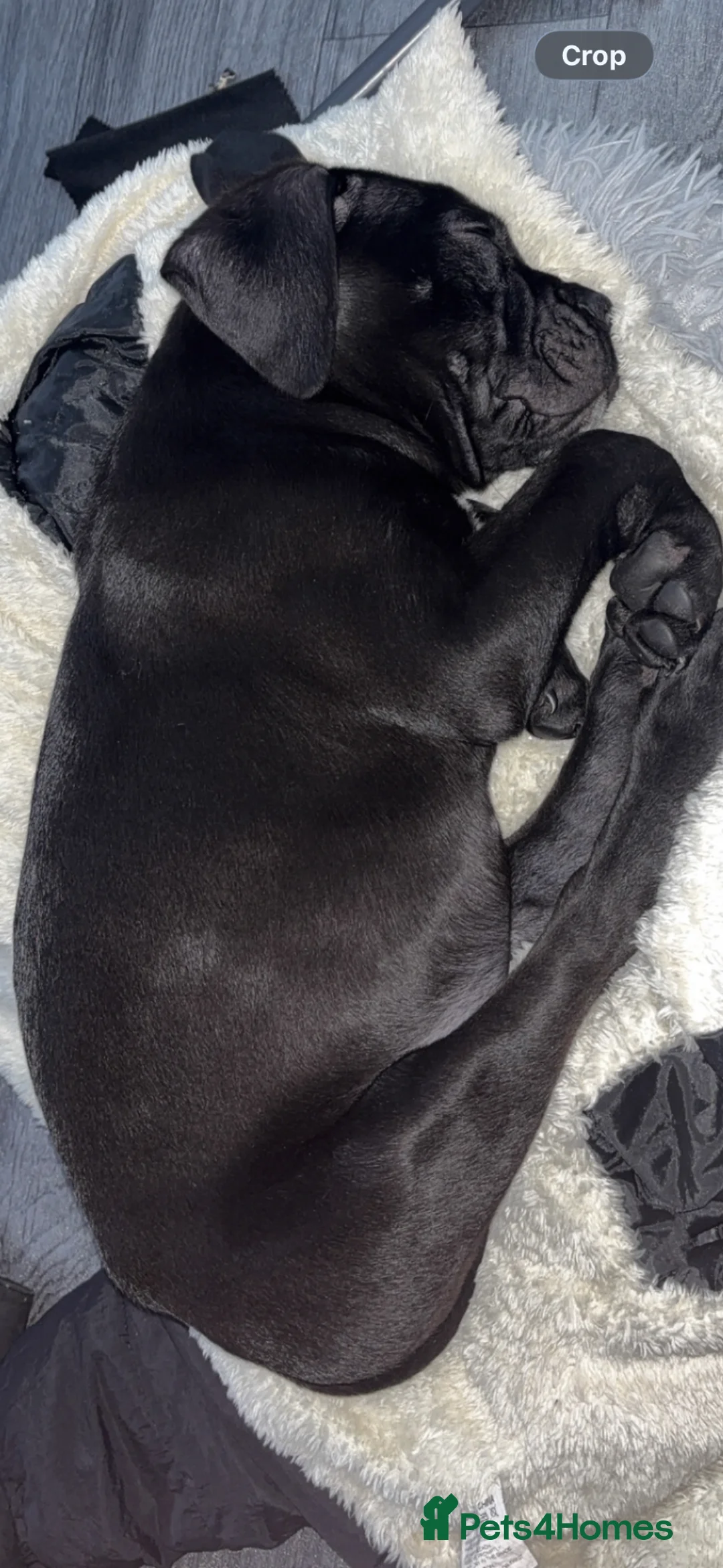 Cane Corso dogs for sale: Purebred Cane Corso puppy, Last one left🐾 - Advert 2