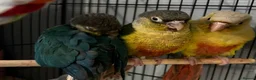 Conures birds for sale: Beautiful hand reared conure babies in Darlington - Advert 4