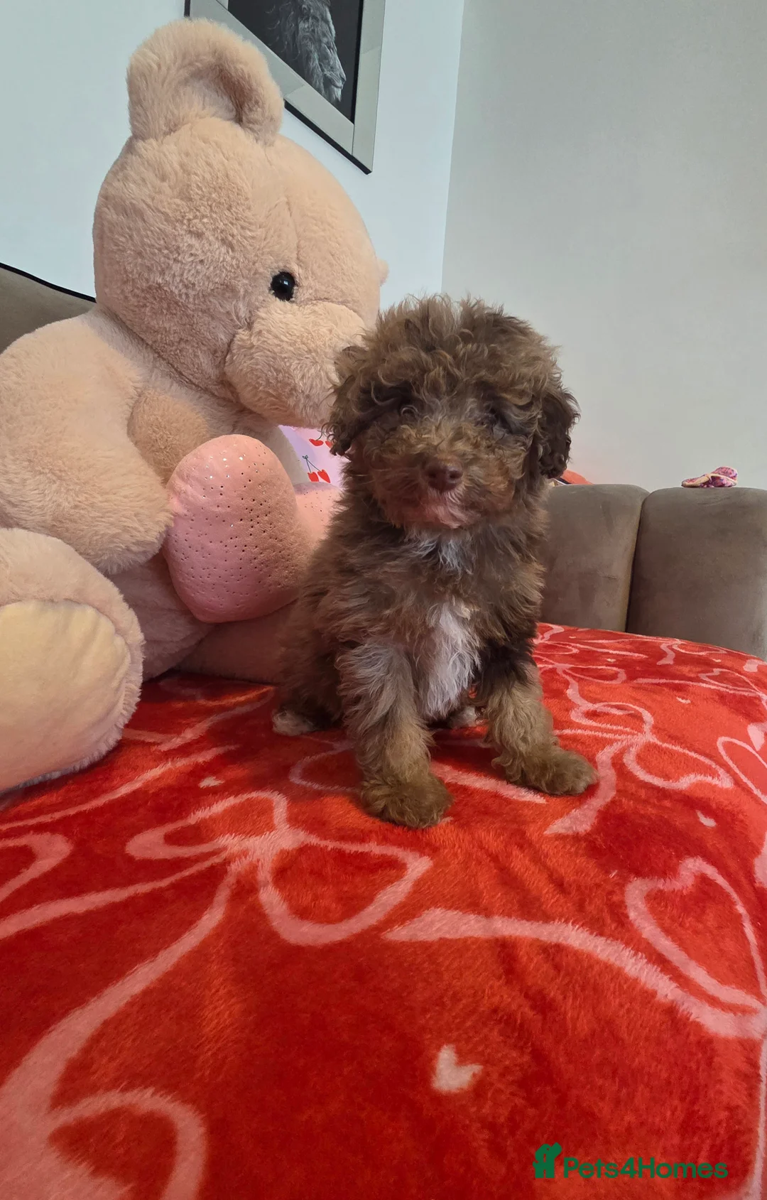 Toy Poodle dogs for sale: Gorgeous littler of x ** mall toy poodles  - Advert 11