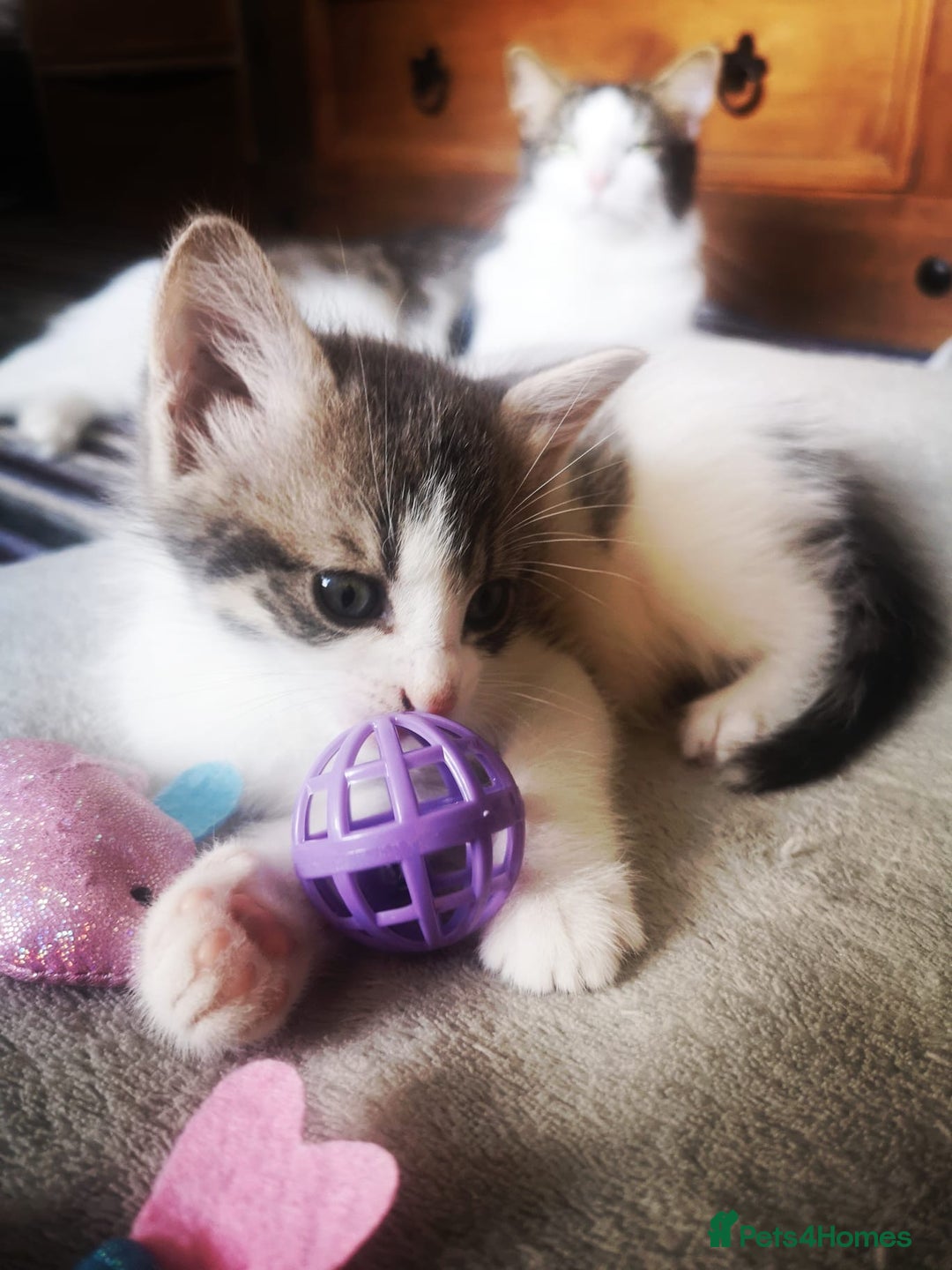 Mixed Breed cats for sale: 3 beautiful kittens available - Image 24