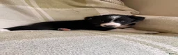 Border Collie dogs for sale: KC/ISDS Registered Beautiful Border Collie Pups - Advert 12